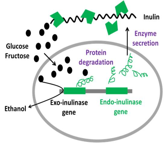Scientists Turn Inulin Resources into Ethanol and Fructo-oligosaccharides