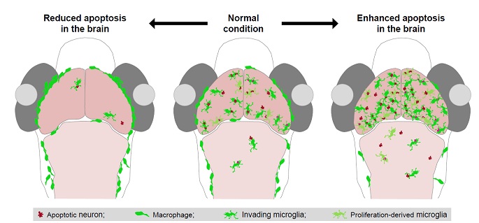 Developmental Neuronal Apoptosis Induces Microglial Colonization of the Brain.jpg
