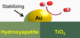 Au NPs  located at the TiO2-HAP interfaces.jpg