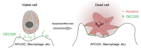 Keratin mediates dead cell recognition through DEC205.jpg