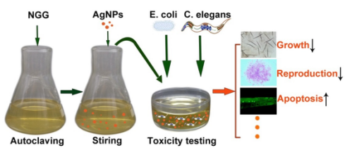 NGG culture method for evaluating the toxicity of silver nanoparticles using C. elegans