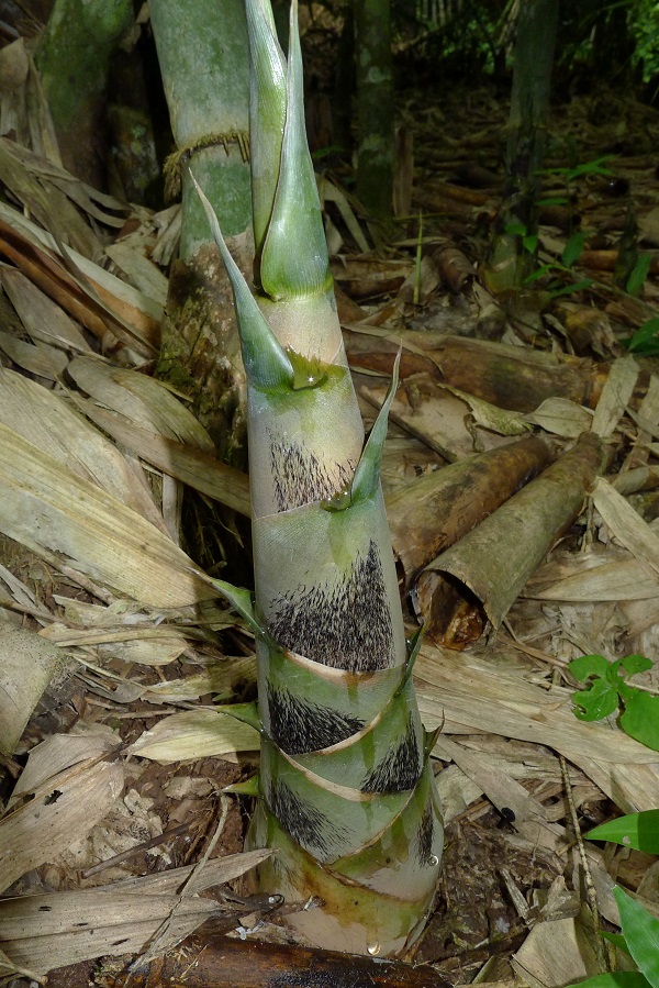 Bamboo shoot of Dendrocalamus jinghongensis