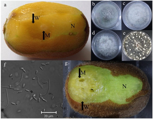 First Report of Diaporthelithocarpus Causing Postharvest Rot of Kiwifruit in Sichuan Province, China.jpg