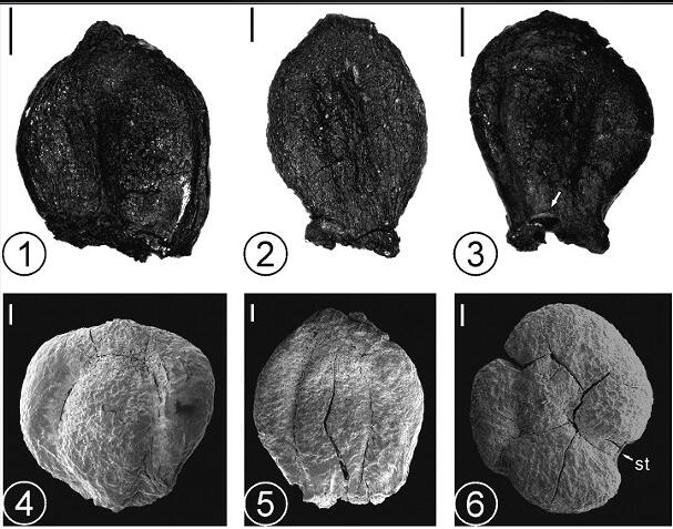 First Fruit Fossil Record of Cladium Found in Yunnan