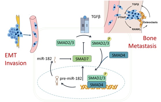 The proposed role of miR-182 in the TGFβ-SMAD7 circuit.jpg