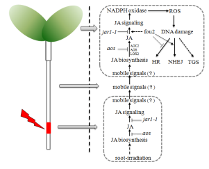 A schematic model for the role of the JA signal pathway in mediating RIBE in plants