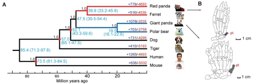 Genome-wide phylogenetic tree of giant panda and red panda, and their convergent pseudothumbs