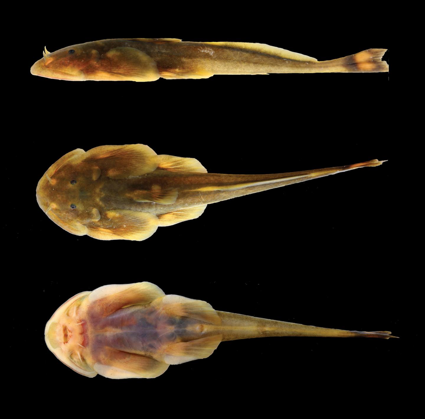 THIS IS THE NEW CATFISH SPECIES OREOGLANIS HPONKANENSIS DISCOVERED IN MYANMAR