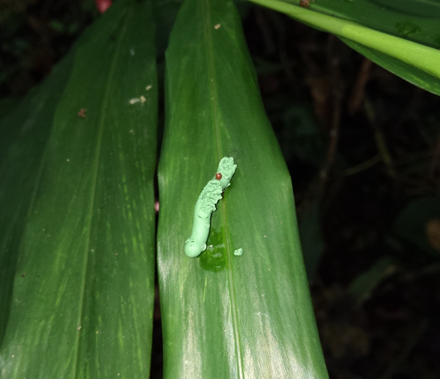 Artificial caterpillar was preyed by insects on leaves.jpg