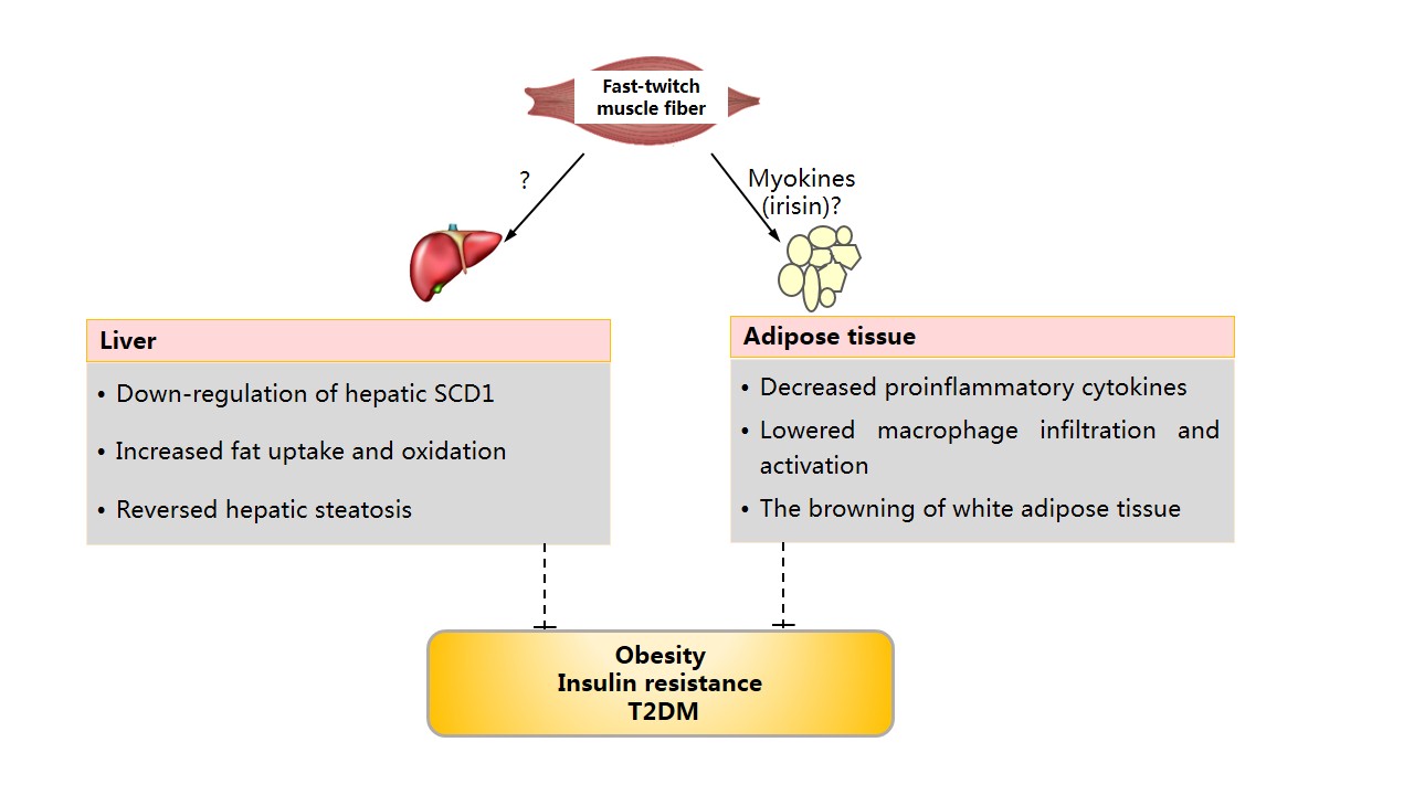 Scientists Find Targeting Myofibers in the Treatment of Obesity and Diabetes