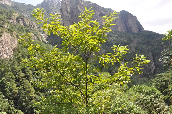 A kind of Lauraceae in the field.jpg