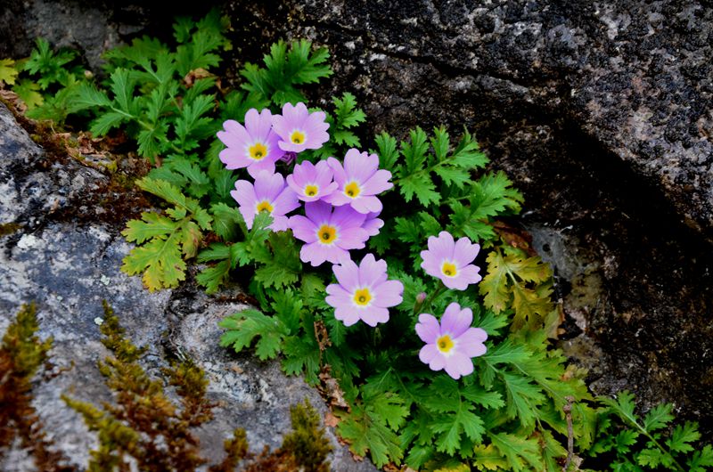 A New Species of Primulaceae Discovered in Central China