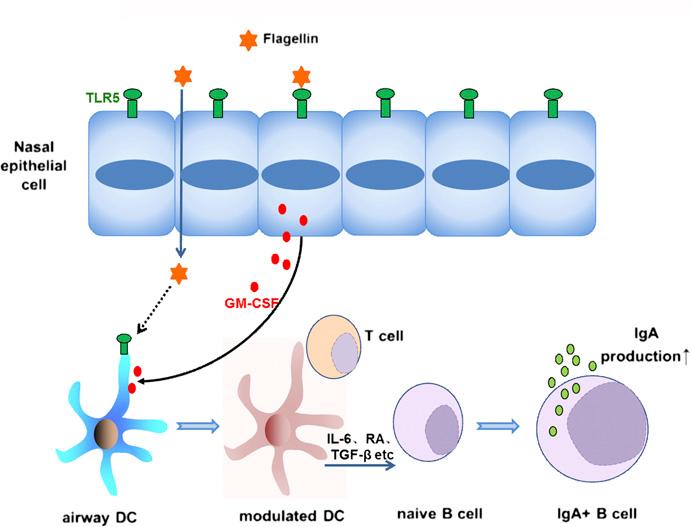 Mechanism of TLR5-induced IgA enhancement in airway system