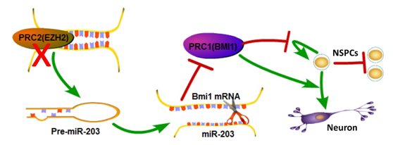 Mechanism of the EZH2-miR-203-BMI1 regulatory axis in proliferation and differentiation of NSPCs