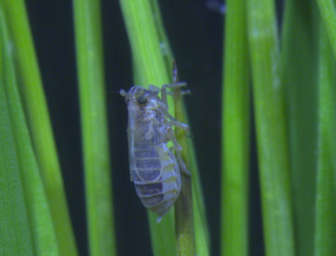 Scientists Unlock Planthoppers' Potential to Control Future Crop Disease Outbreaks