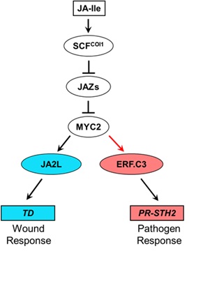 MYC2 and its downstream transcription factors form a hierarchical Transcriptional cascade during JA-mediated plant immunity