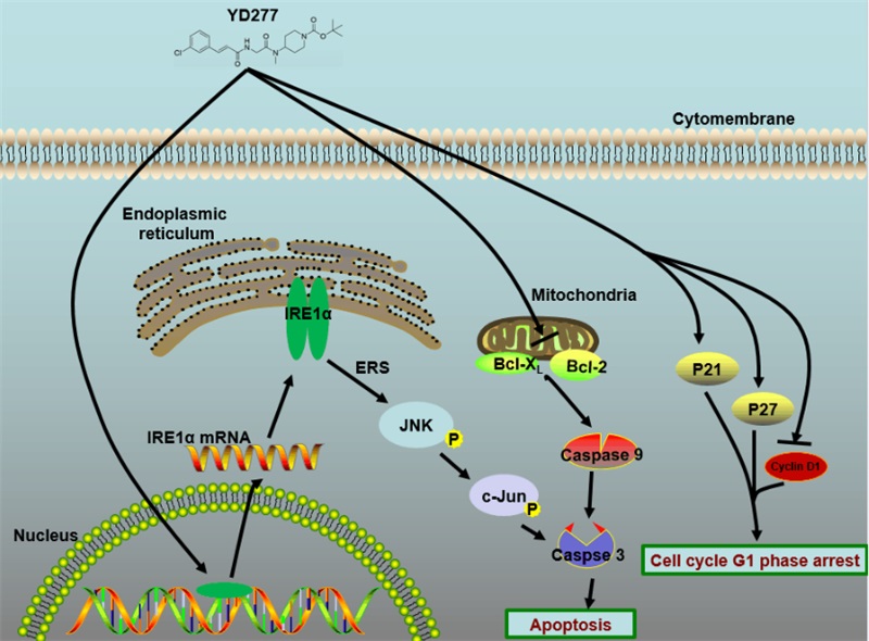 Scientists Found a Small Molecule Compound to Inhibits the Triple Negative Breast Cancer.jpg