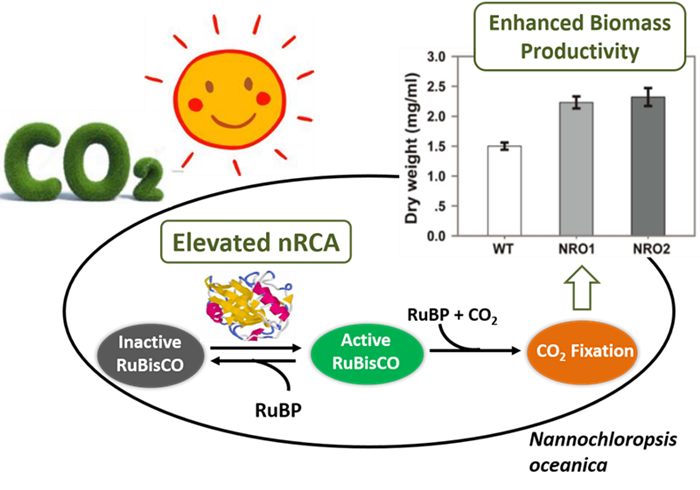 CO2 fixation.png
