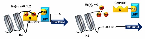 A model of the GmPHD6/LHP1 complex recognizing histone code and mediating expression of downstream genes