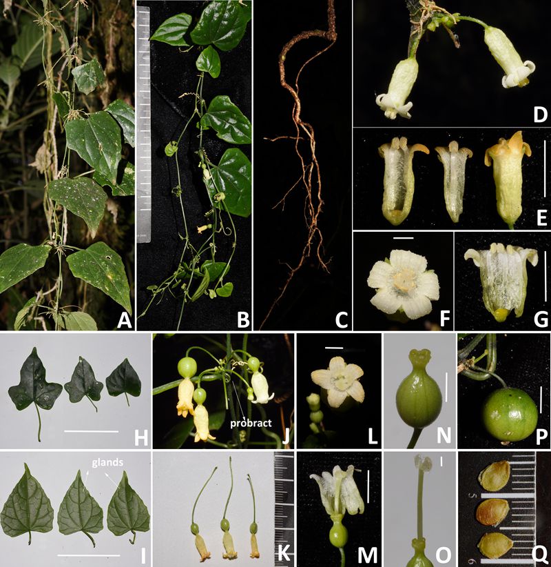 Zehneria longiflora G.W.Hu & Q.F.Wang (Image by WEI Neng).jpg