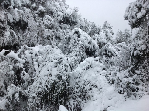 Heavy snow occurs at Ailaoshan in 2015.jpg