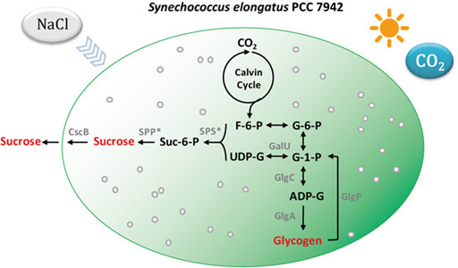Salt-induced sucrose synthesis in an engineered strain of Synechoccous elongatus PCC 7942.jpg