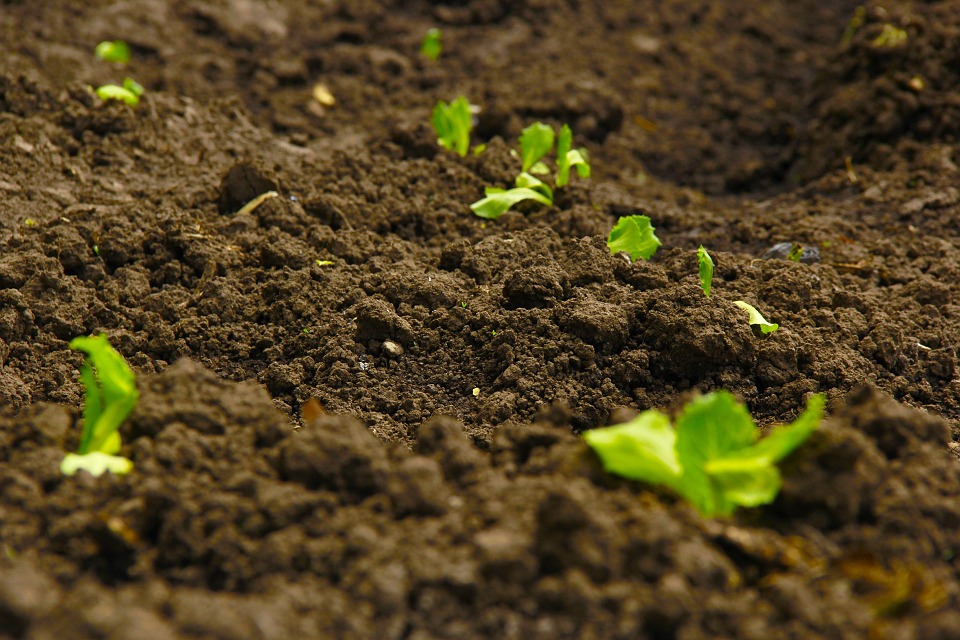 An Ideal Irrigation Management Method to Increase Soil Carbon Fixation