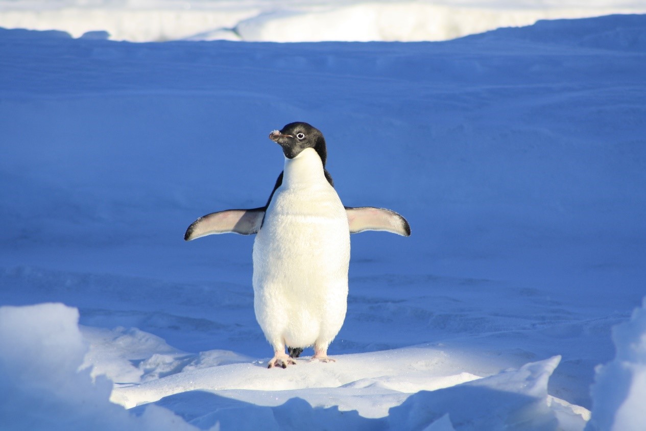 USTC Sees Earliest Penguin Colonization in East Antarctica