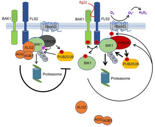 Model for the PUB25/26-mediated control of BIK1 homeostasis.