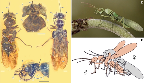 Chinese Researchers Reveal Mating Dynamics Of Ancient Insects In Amber 