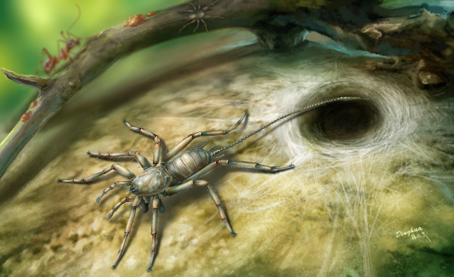 Spiders Used to Have Tails: Study
