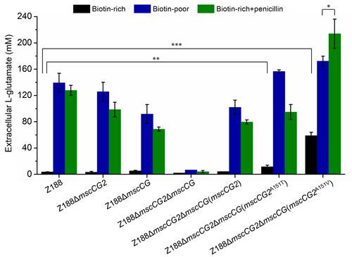 Export of L-glutamate by MscCG2 and mutants