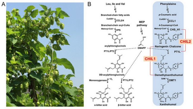 Hop plant (Humulus lupulus) with mature female cones (A), and the terpenophenolics biosynthesis in the glandular trichomes of female cones