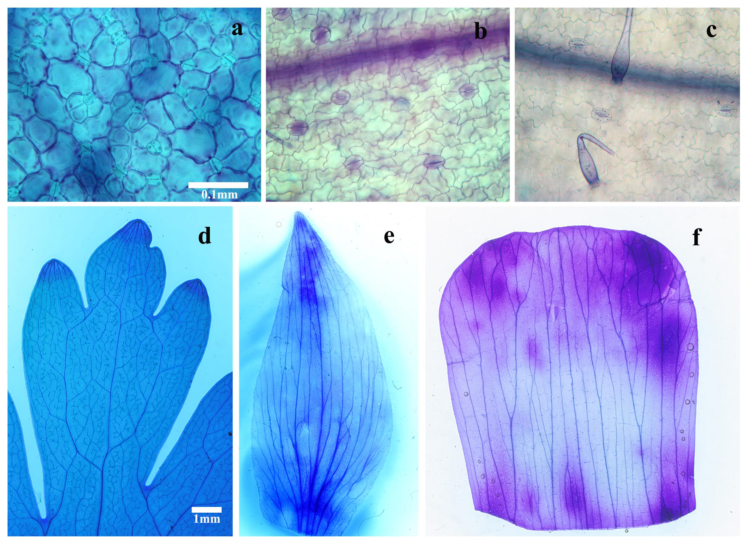 Photomicrographs showing the stomata and vascular structure of a cleared leaf (a, d), sepal (b, e), and petal (c, f) from a representative species quilegia vulgaris