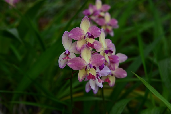 Cultivating Orchids may Help Conserve Wild Species in China