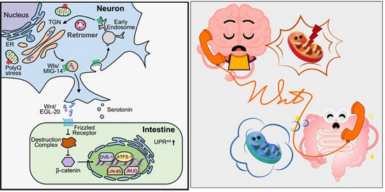 Wnt signaling mediates cell-non-autonomous mitochondrial proteostasis stress