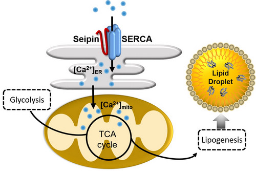 Seipin regulates lipogenesis and fat storage through Ca2+-dependent mitochondrial metabolism