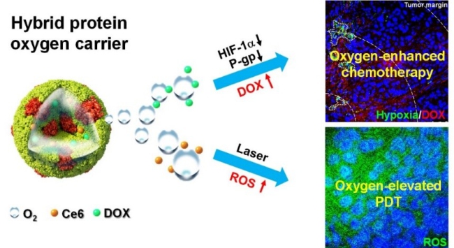 Hybrid protein nanoparticle.jpg