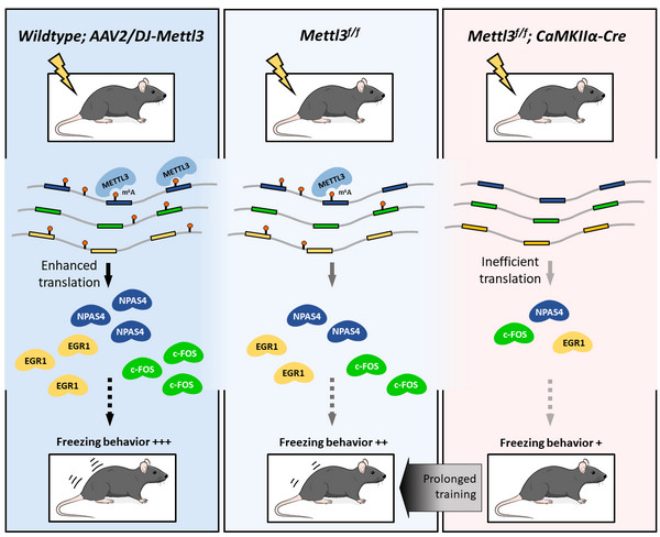 METTL3-mediated m6A modification enhances long-term memory formation. Prolonged training compensates m6A-defeciency-induced learning defects, and overexpression of Mettl3 enhances learning efficacy