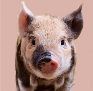 Chinese Scientists Develop a New Nanocomposite to Reduce Pig Urine Pollution
