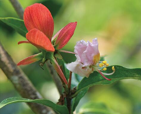 Flower of Hiptage pauciflora.png