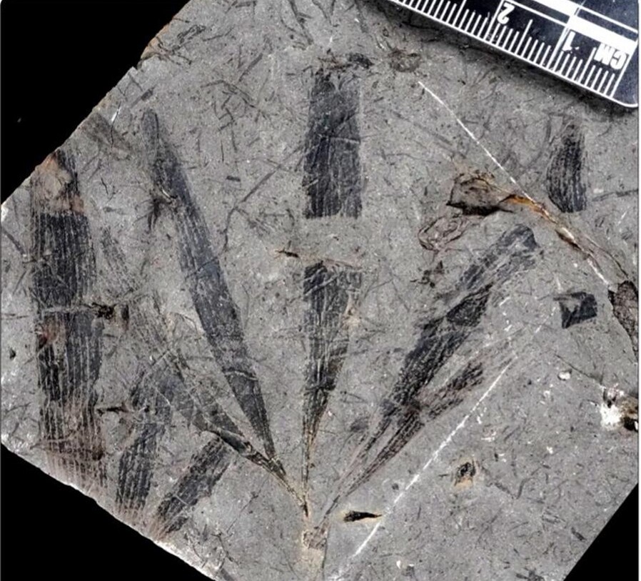 New Fossil Analysis Sheds Light on Evolutionary History of Jurassic Ginkgoalean Plants