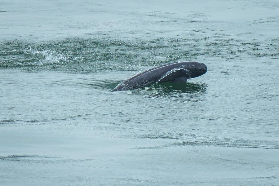Biodiversity Decline Halted after Yangtze River Fishing Ban: Study