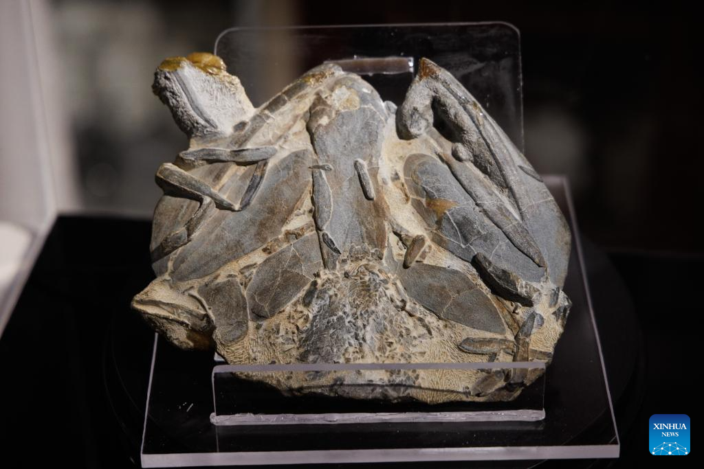 <div>Ancient Chinese Fish Fossils Fill Critical Gap in 