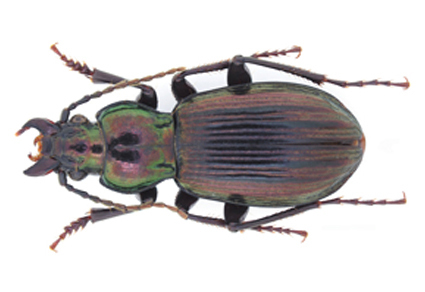 Plateau Biodiversity Highlighted by Discovery of 99 New Insect Species in China