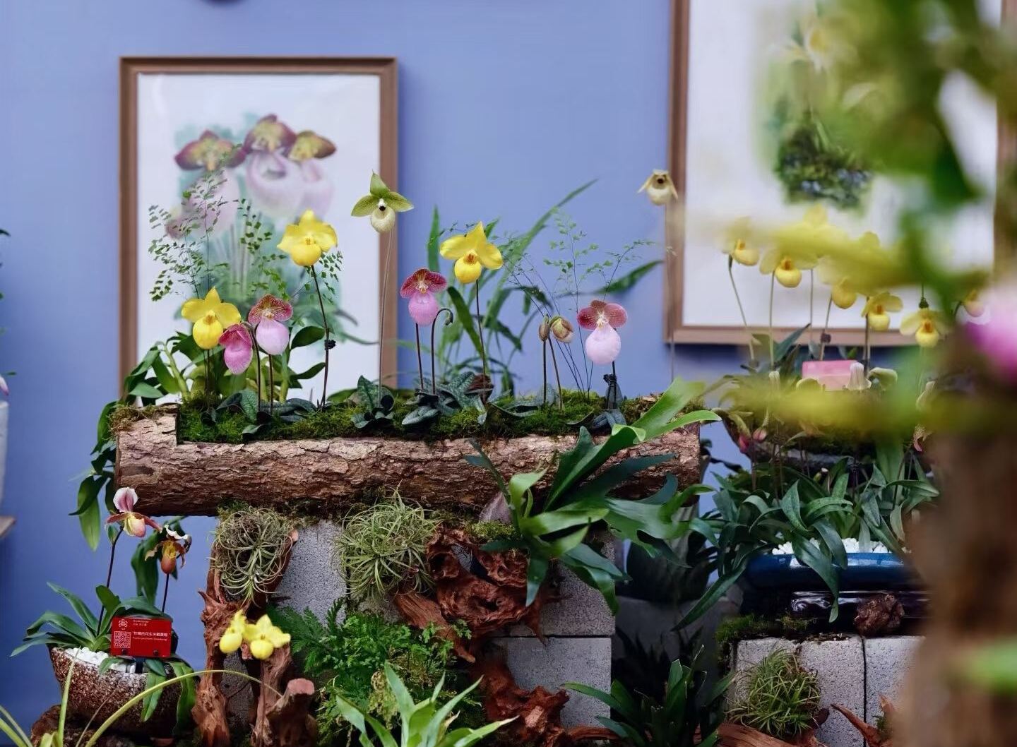 Orchid Conservation: How Science Is Helping Save Some of China's Rarest Blooms