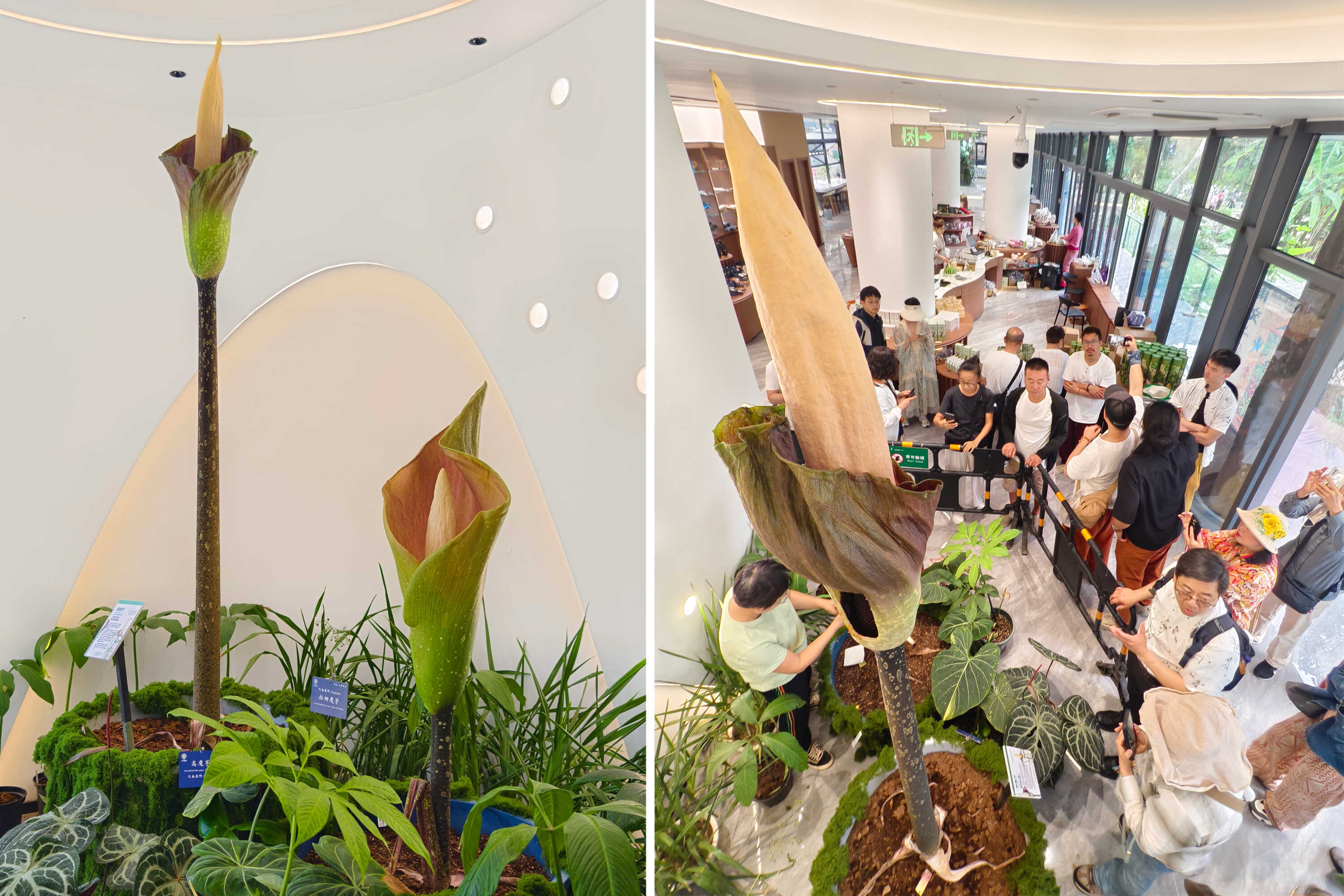 Yunnan Sees First Blooming of Giant Voodoo Lily in China