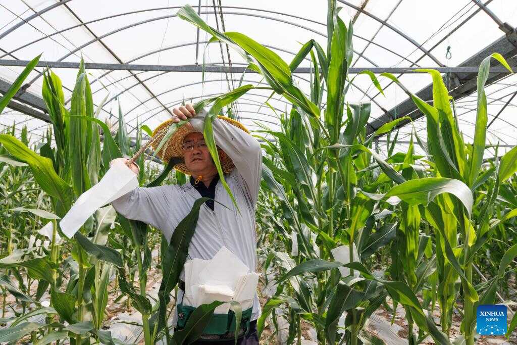 Chinese Scientists Develop High Protein Maize in Animal Feed Quest