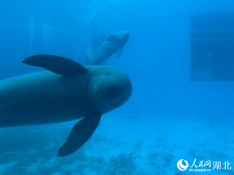 Wuhan Names Yangtze Finless Porpoise its City Mascot as Species Recovery Signals Biodiversity Conservation