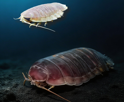 Chinese Scientists Reveal How Deep-sea Supergiant Organism Survives Five Years Without Food